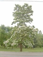 Catalpa Tree (Catalpa bignonioides)